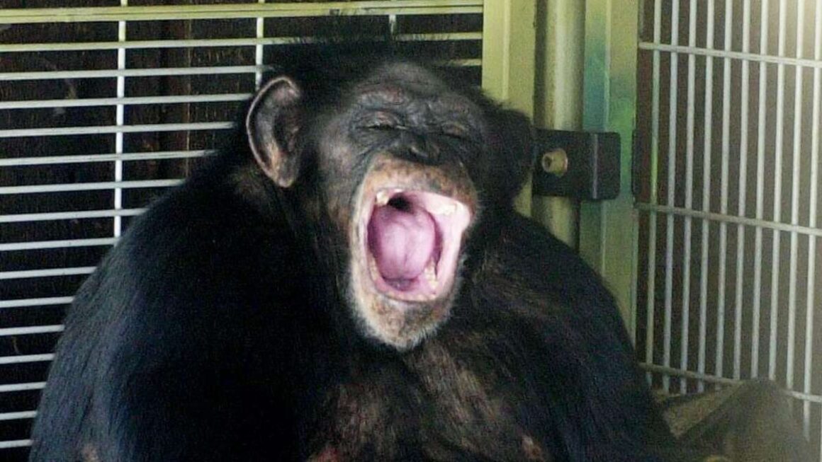 15 Interesting Travis The Chimpanzee Facts | FFweb, FUN, Facts, Topics