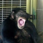 15 Interesting Travis the Chimpanzee Facts - General Knowledge - News