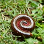 13 Lesser-Known Millipede Facts - Animals & Plants - News