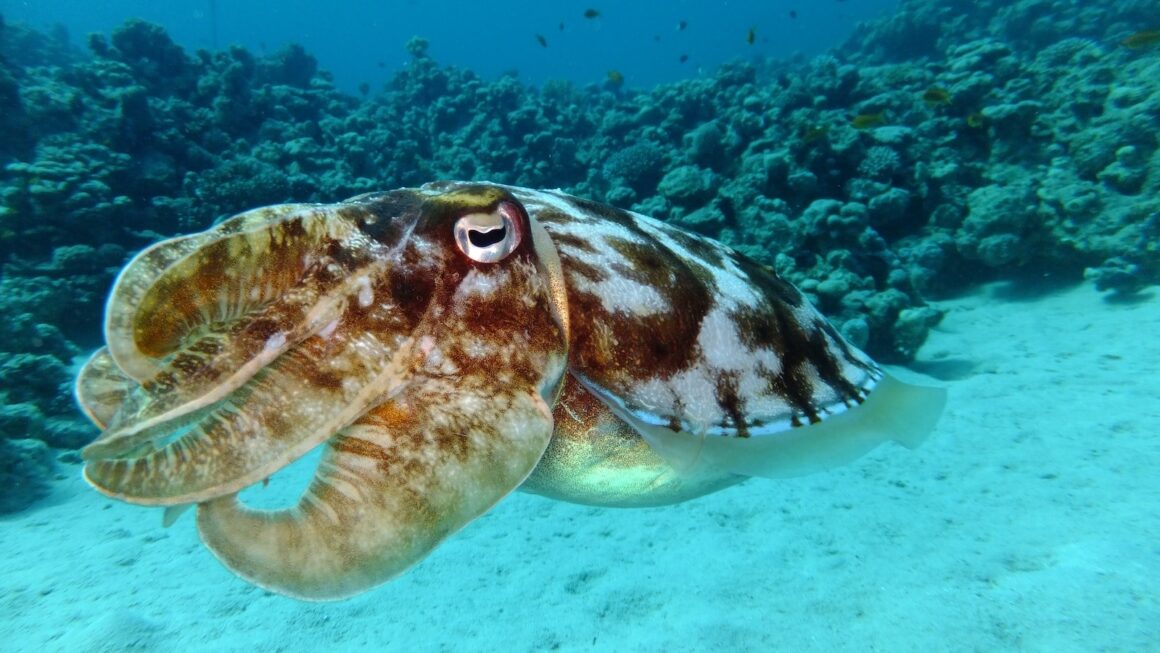 19 Intriguing Squids Facts - General Knowledge - News