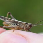 17 Fascinating Locust Facts - General Knowledge - News