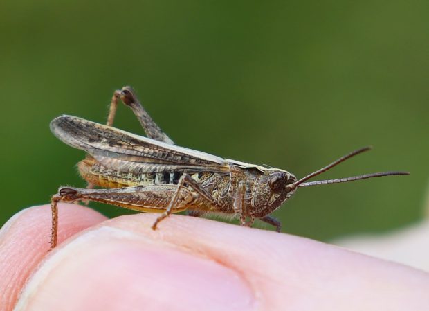 17 Fascinating Locust Facts - General Knowledge - News