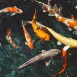 Colorful Companions: How Fish Can Brighten Up Lives as Pets - Animals & Plants - News