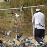 The Evolution of Bird Control: From Pigeons to Seagulls